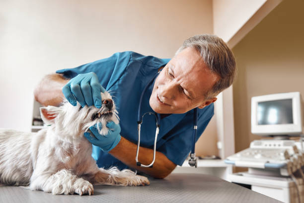 Best Urgent Tooth Repair  in Elba, AL